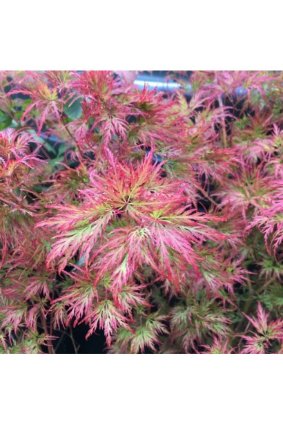 Осіннє забарвлення клена віялового ’Emerald Lace’